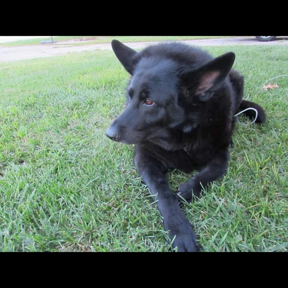 RIH My girl Isabella Roxanne black German shepherd